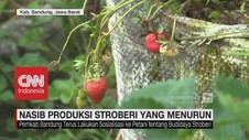 Nasib Produksi Stroberi yang Menurun