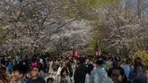 Taman Yuyuantan merupakan taman bunga Sakura terbesar di Beijing, Distrik Haidian, China Utara. (Nicolas ASFOURI / AFP)