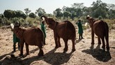 Dalam kurun 42 tahun terakhir setidaknya lebih dari 230 gajah telah kehilangan orang tuanya.