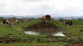 Sejumlah negara-negara Arab juga menolak klaim AS yang menyatakan Dataran Tinggi Golan adalah wilayah Israel. (REUTERS/Ammar Awad)