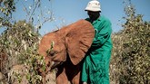 Seorang petugas penjaga gajah di David Sheldrick Wildlife Trust (DSWT), Peter Mbulu, sedang mengasuh anak gajah yang kehilangan orang tuanya.