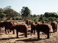 Tak Akan Ada Lagi Gajah Liar Afrika di Kebun Binatang Dunia
