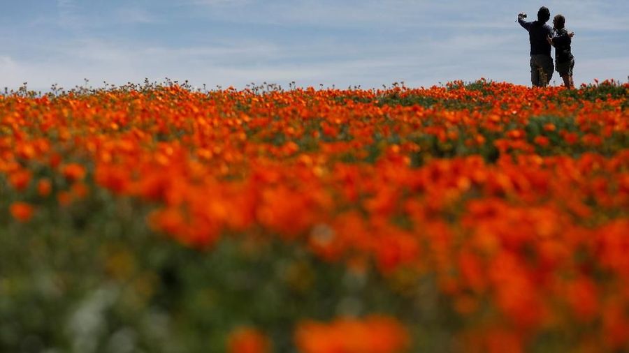 Fenomena Superbloom membawa berkah sekaligus menjadi ancaman akibat membludaknya pengunjung di Taman Nasional California, AS