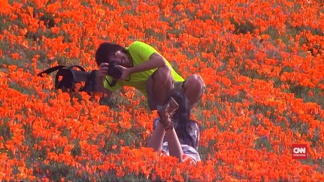 VIDEO Musim Mekar Bunga  di California Ternodai Turis Narsis 