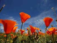 Hati-Hati RI, Produksi Bunga Candu Rekor Tertinggi di Negara Tetangga