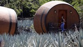 Ada dua jenis tequila yakni yang berwarna bening (white tequila), dan tequila berwarna merah marun (maroon tequila).