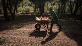 Seorang petugas mengantarkan satu troli berisi susu untuk kebutuhan gizi bayi gajah di penampungan.