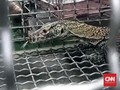 Ilmuwan Ungkap Hewan Penguasa Bumi Mirip Komodo