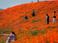 Bawa Berkah Sekaligus Ancaman, Apa Itu Fenomena Superbloom?