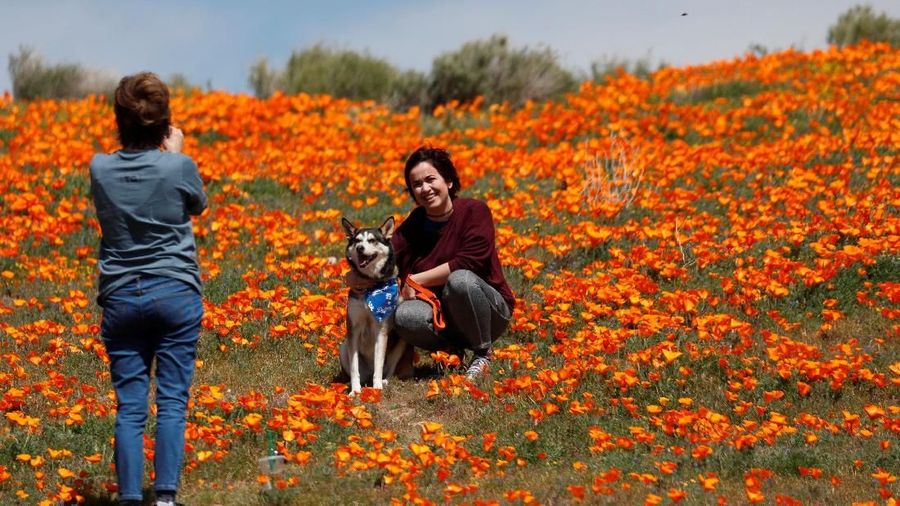 Fenomena Superbloom membawa berkah sekaligus menjadi ancaman akibat membludaknya pengunjung di Taman Nasional California, AS