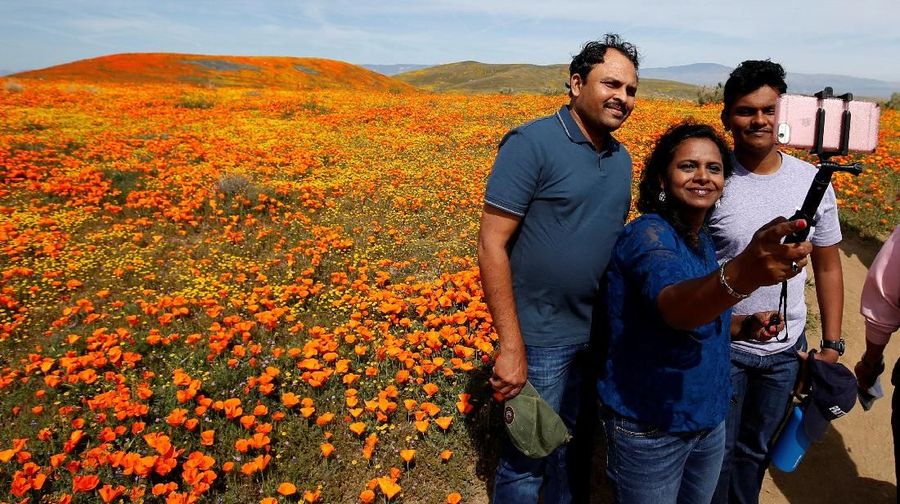 Pengunjung mengambil selfie di Antelope Valley California Poppy Reserve di Lancaster, California, AS, 26 Maret 2019. (REUTERS / Mario Anzuoni)