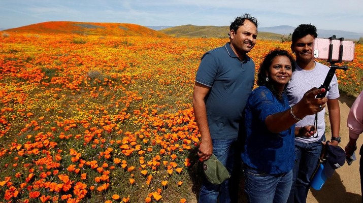 Fenomena Superbloom di California Membawa Berkah sekaligus Ancaman Pengunjung mengambil selfie di Antelope Valley California Poppy Reserve di Lancaster, California, AS, 26 Maret 2019. (REUTERS / Mario Anzuoni)