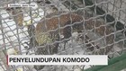 Penyelundupan Komodo