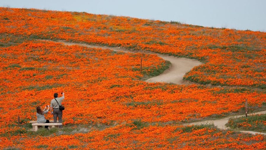 Fenomena Superbloom membawa berkah sekaligus menjadi ancaman akibat membludaknya pengunjung di Taman Nasional California, AS