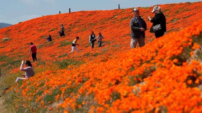 Fenomena Superbloom membawa berkah sekaligus menjadi ancaman akibat membludaknya pengunjung di Taman Nasional California, AS
