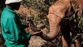 Namun pada akhir tahun lalu Kenya Wildlife Service (KWS) mencatat perburuan gajah berkurang 50 persen dari 80 kasus yang tercatat selama 2017.
