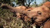 Populasi gajah Afrika mengalami kemerosotan, sekitar tahun 1900-an jumlah gajah di Akfrika diperkirakan masih jutaan ekor namun kini hanya sekitar 415 ribu ekor.