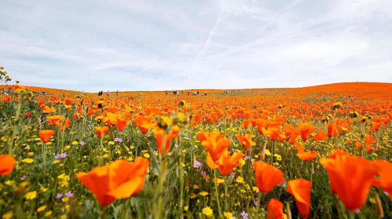 Fenomena Superbloom membawa berkah sekaligus menjadi ancaman akibat membludaknya pengunjung di Taman Nasional California, AS