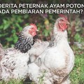 Derita Peternak Ayam Potong yang Kian Merana