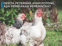 Derita Peternak Ayam Potong yang Kian Merana
