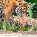 A Sumatran tiger cub is seen at Taronga Zoo in Sydney, Australia, in this handout photo supplied to Reuters on March 29, 2019. Taronga Zoo Sydney/Handout via REUTERS