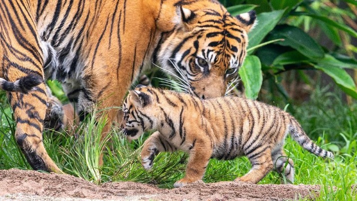 A Sumatran tiger cub is seen at Taronga Zoo in Sydney, Australia, in this handout photo supplied to Reuters on March 29, 2019. Taronga Zoo Sydney/Handout via REUTERS