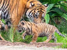 2 Harimau Lepas dari Kandang & Terkam Pawang, Ini Ceritanya