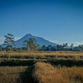 Astaga, Ada 16 Gunung Api Masuk Status Waspada!