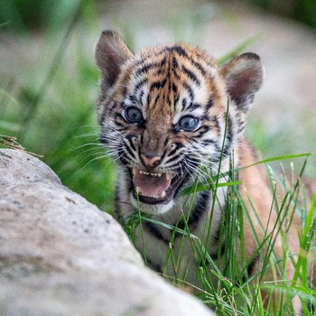 Intip Lucunya 3 Anak Harimau Sumatera yang Lahir di Sydney
