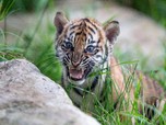 Intip Lucunya 3 Anak Harimau Sumatera yang Lahir di Sydney