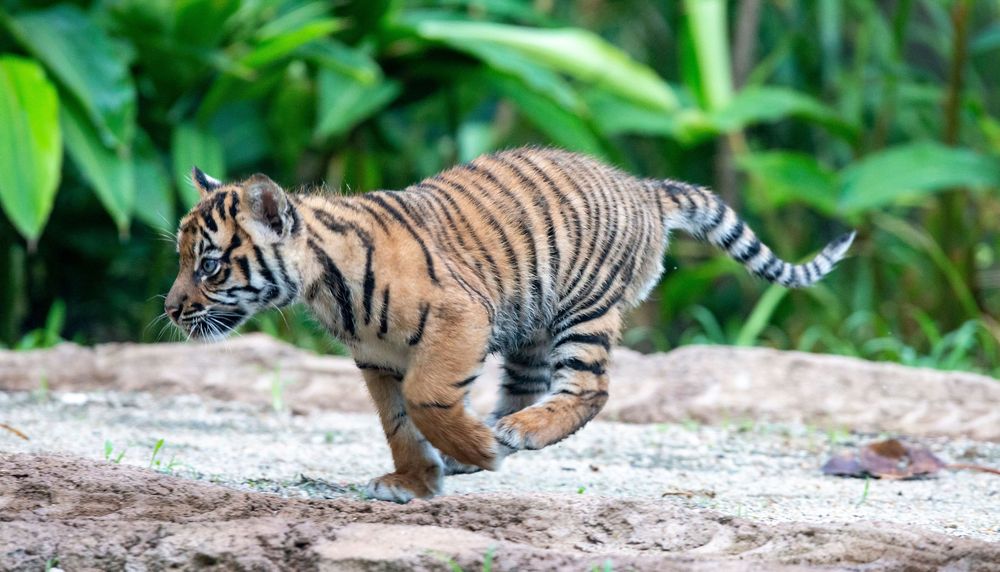 Intip Lucunya 3 Anak Harimau  Sumatera yang Lahir di Sydney 