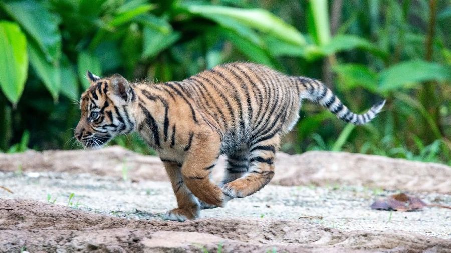 Tiga ekor anak harimau Sumatera untuk pertama kalinya muncul ke publik Australia.