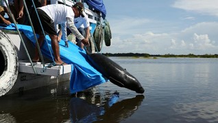 FOTO: Menyelamatkan Duyung Amazon