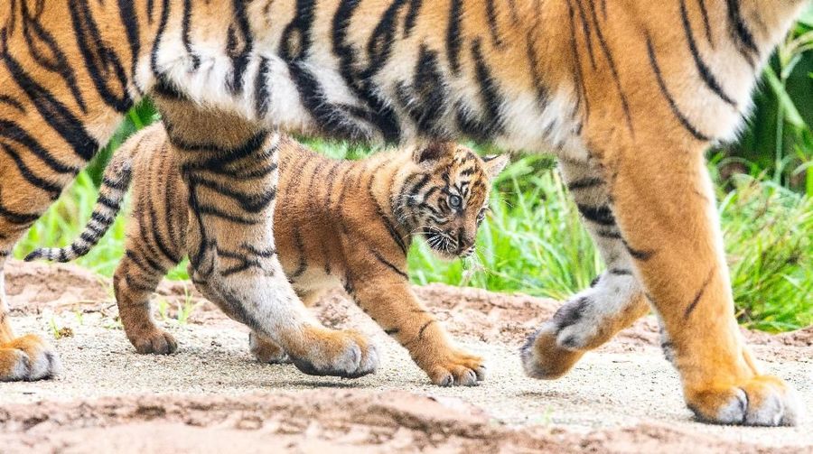 Tiga ekor anak harimau Sumatera untuk pertama kalinya muncul ke publik Australia.