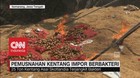 Terjangkit Bakteri, 25 Ton Kentang Impor Dimusnahkan