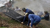Para peneliti dari Amazonian Aquatic Mammals Project, memindahkan Duyung Amazon dari tepi Sungai Solimoes menuju area karantina sebelum dilepaskan ke habitatnya di Manacapuru, Brasil.