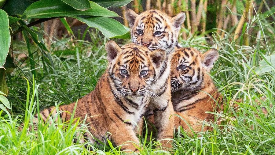 Tiga ekor anak harimau Sumatera untuk pertama kalinya muncul ke publik Australia.