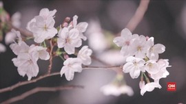 VIDEO: Pesona Bunga Sakura di Malam Hari