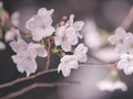 VIDEO: Pesona Bunga Sakura di Malam Hari