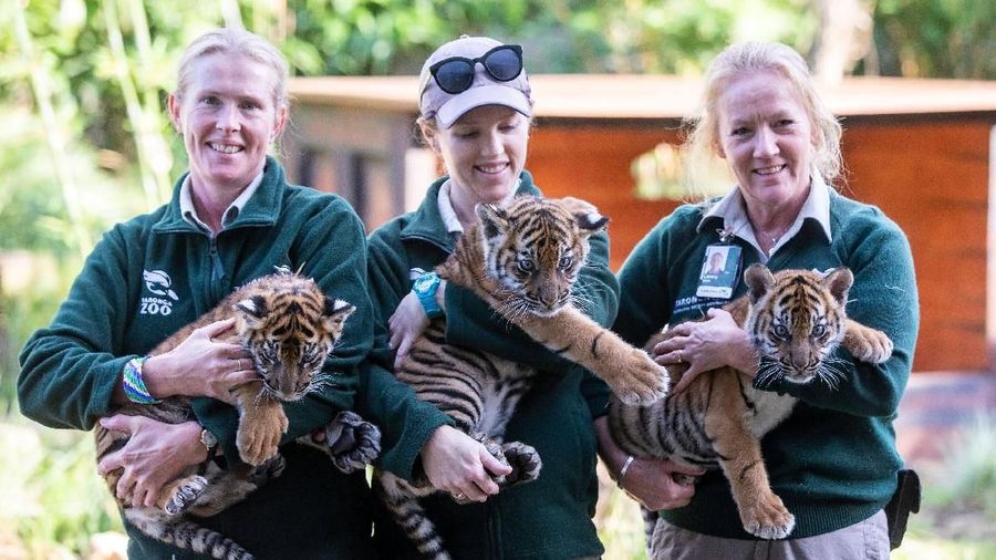 Tiga ekor anak harimau Sumatera untuk pertama kalinya muncul ke publik Australia.