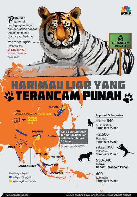 Harimau Liar Terancam Punah Dari Indonesia