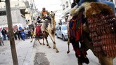 Joki Badui berparade bersama unta-unta mereka di jalanan dalam rangka perayaan pesta pernikahan di Gaza. Parade unta adalah hal biasa di Gaza, diadakan oleh pihak pengantin dengan tujuan menghibur para tamu. (REUTERS/Dylan Martinez)