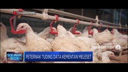 Harga Ayam Hidup Anjlok, Peternak Salahkan Kementan