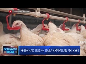 Harga Ayam Hidup Anjlok, Peternak Salahkan Kementan
