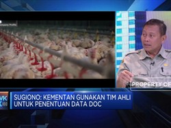 Soal Data Ayam Salah, Kementan: Bukan Kita yang Buat