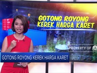Gotong Royong Kerek Harga Karet