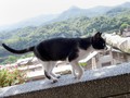 Houtong, Kota Kucing Menggemaskan di Taiwan
