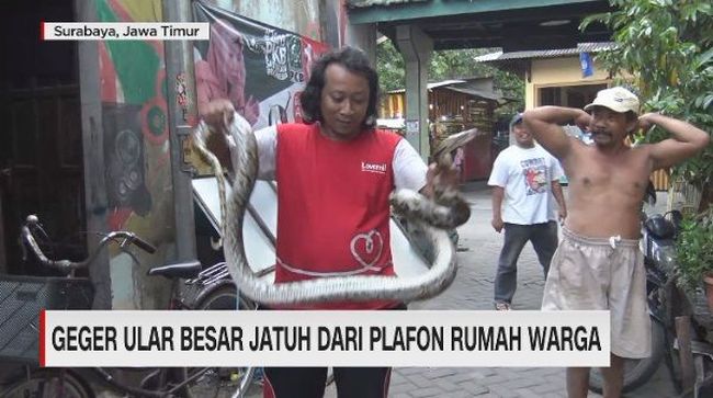 Ular Besar Di Plafon Rumah - Carles Pen
