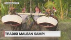 VIDEO: Tradisi Malean Sampi