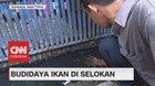 VIDEO: Begini Nih Cara Budidaya Ikan di Selokan